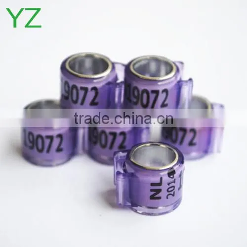2015 Newest Dutch Pigeon Ring For Sale By YZ Factory EXW Price photo-4