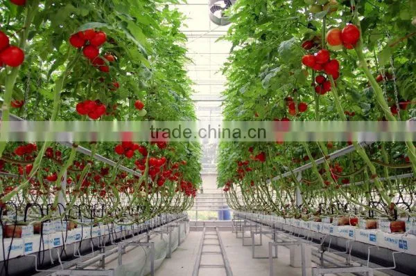 Glass Greenhouses China photo-3