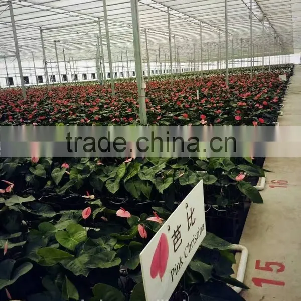 Phenol Resin Floral Foam Soilless Culture Substrates for Anthurium Planting in Greenhouse photo-2