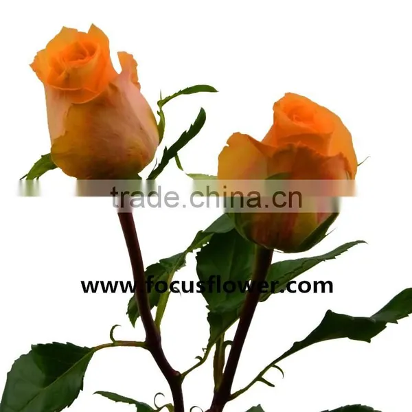 Promotional Handmade Porcelain Flowers Fresh Cut Tube Flower Queen's Day Rose for Decoration From Yunnan photo-4