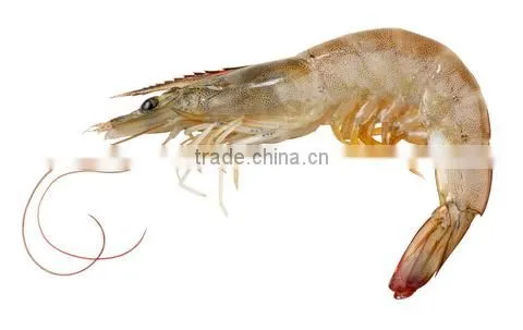 Frozen Vanamei Shrimp