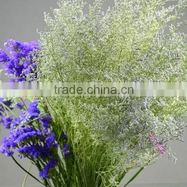 Special Unique Cut Flower Limonium photo-3