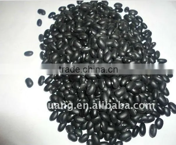 Black Bean /Black Turtle Beans
