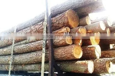 Pine or Birch Wood Logs China photo-2