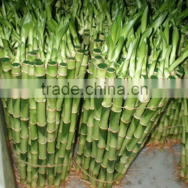 Indoor Plants 50cm Straight Lucky Bamboo Decorative Plant