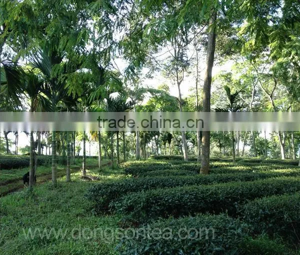Oolong Tea - Viet Nam Jin Xuan Oolong Tea photo-5