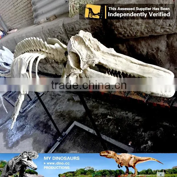 MY Dino-C083 Customized Dolphin Skeleton Replica photo-6