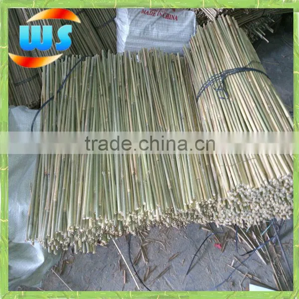 Bamboo Agriculture Products/Bamboo Cane Support Tree WS 60cm 8-10mm photo-2