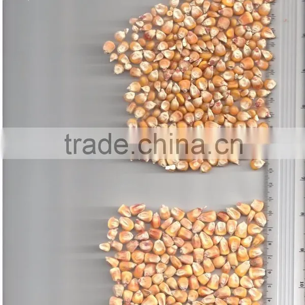 UKRAINIAN CORN photo-2