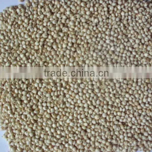 SORGHUM photo-3