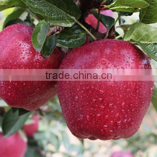 Chinese Fresh Red Delicious Apple Fresh Huaniu Apple