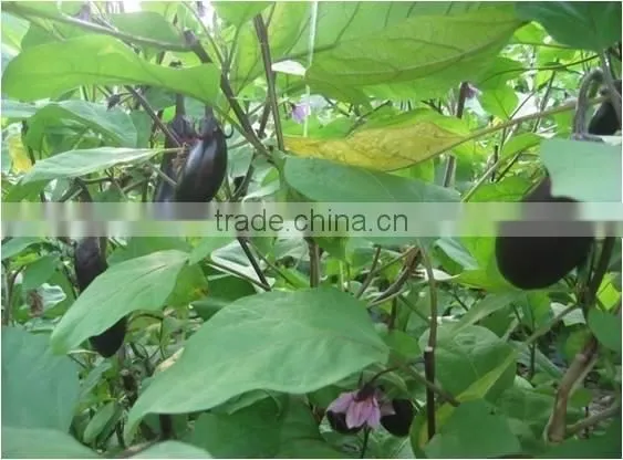 Fertilizer,manure photo-2