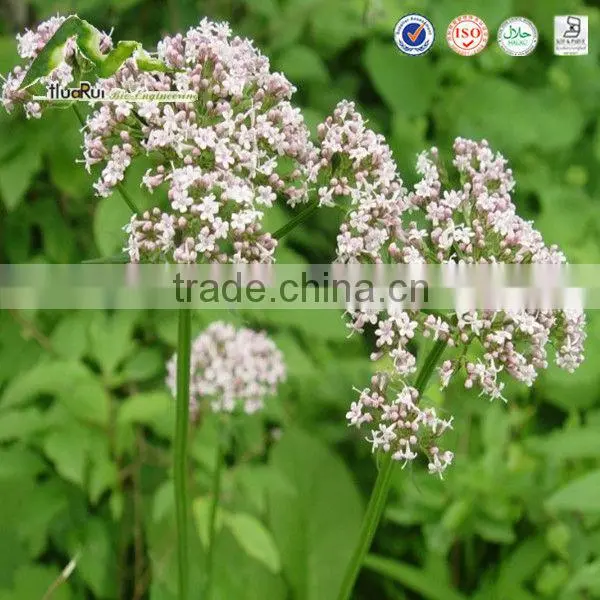Natural Plant Extract Valerian Root Extract