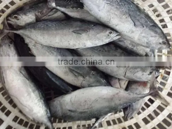 2015 Frozen Bonito Whole Round 500-750,750-1000,1000g+/pc for Marketing photo-3