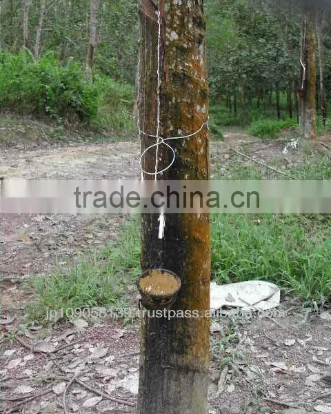 Natural Rubber Adhesive Latex Shoe Ultra Low Ammonia Content - ULACOL -