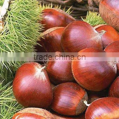 Fresh Chestnut
