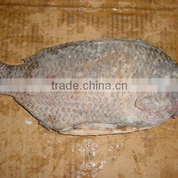 TILAPIA GGS (Tilapia Mossambica)