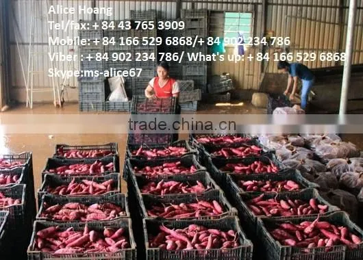 Export Fresh Sweet Potato Bulk photo-2