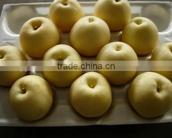 High Quality Singo Pear From Shandong photo-2