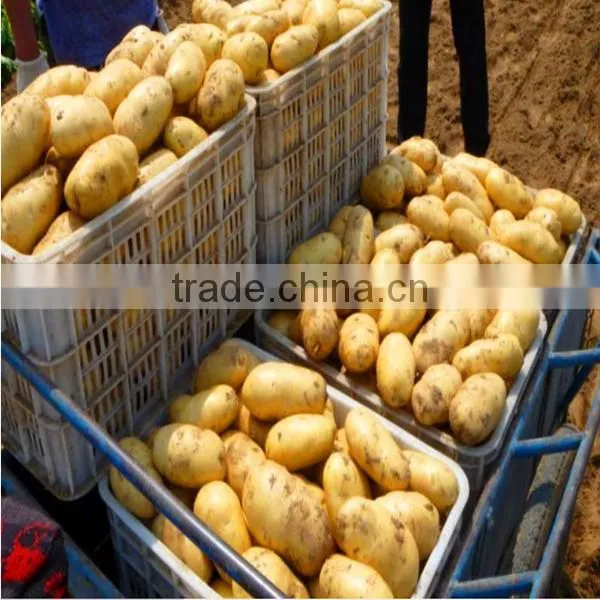 Potato Export