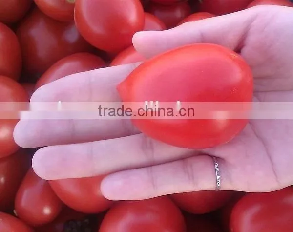 China Sun Dried Tomatoes