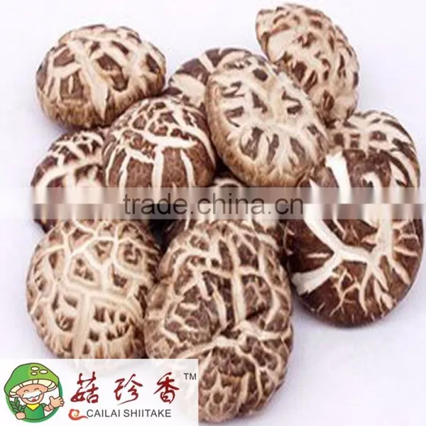 White Flower Shiitake Mushroom Planter
