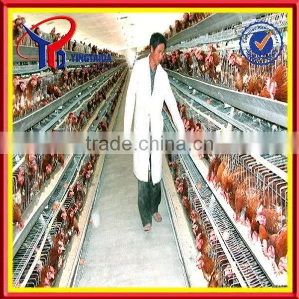 Broiler Chicken Feed