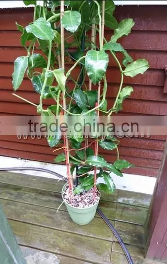 Thick Walled Cheap Tonkin Bamboo Poles Wholesale for Plants photo-4