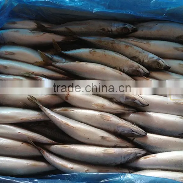 Hot Sale Mackerel WR photo-4
