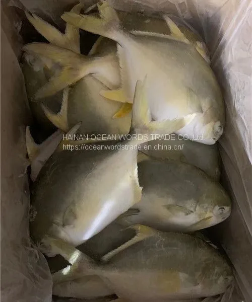 Good Golden Pompano, Golden Pomfret, Golden Pompano 300-400g/400-600g/500-600g/800+ photo-4