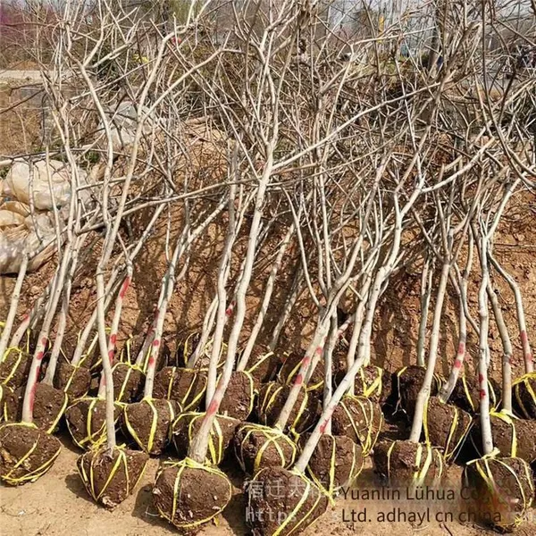 this year, the price of a wisteria sapling with a ground diameter of 1 cm, a climbing plant in jiangsu area, from a ground cover plant base