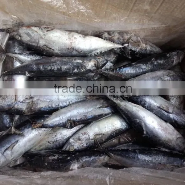 HACCP EU Frozen Quick Freeze Whole Round Frozen Bonito photo-4