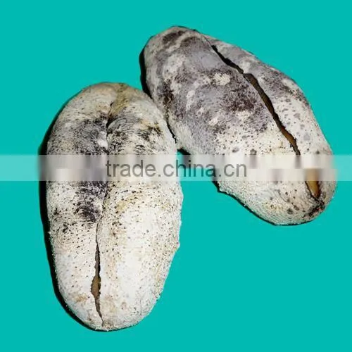 Dried Sea Cucumber, White Teat Fish, Holothuria Fuscogilva photo-4