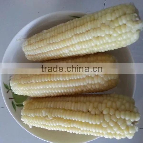IQF Sweet Corn With Best Quality