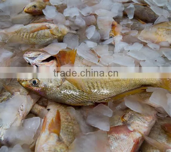 MEXICO YELLOW CROAKER WHOLE ROUND photo-4