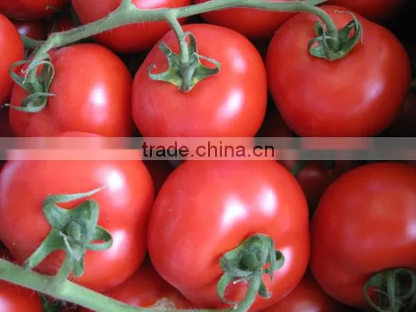 Tomato photo-4