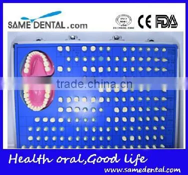 151 Teeth Prepared for the Standard Model Dental Eduction Assitant No. DEA-10 photo-2