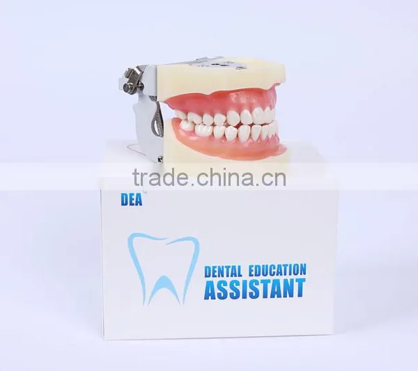 New Design Wholesale Dental Teaching Model Standard Tooth Model of White Alundum Dentition Model photo-5