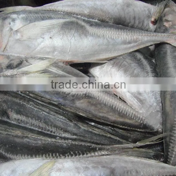 Frozen Seafood Mackerel