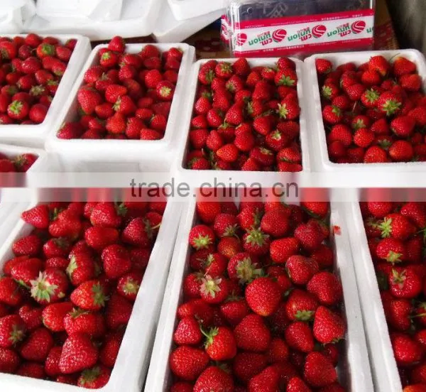 2016 Dandong Liaoning China Fresh Big Size Strawberry photo-3