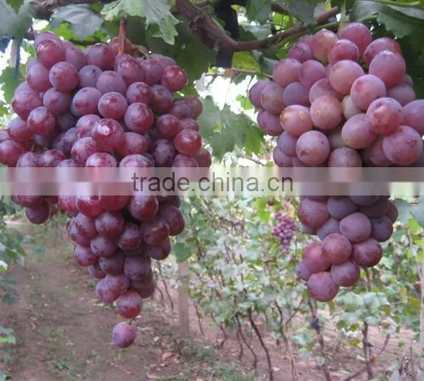 2016 High Germination Rate Big Delicious Grape Seeds for Sale photo-4