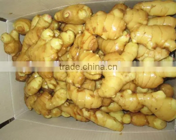 Fresh Ginger, Air Dry Fresh Ginger, Chinese Fresh Ginger Price photo-3