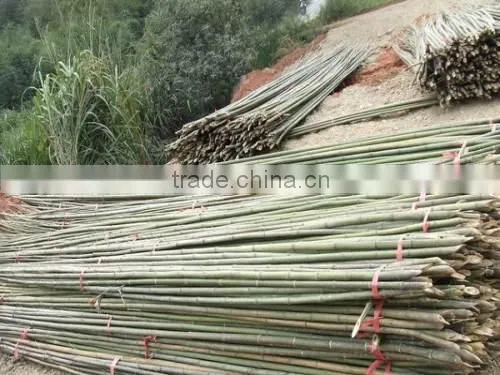 Bamboo Poles photo-4
