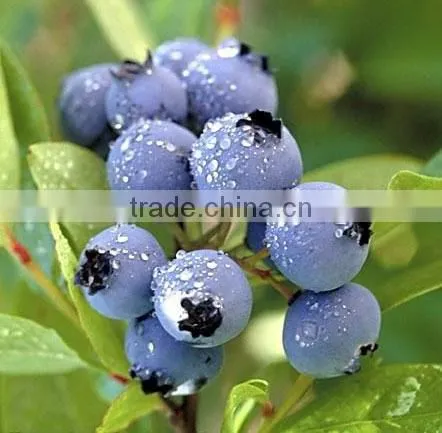 Freeze Dried Blueberry Slice photo-2