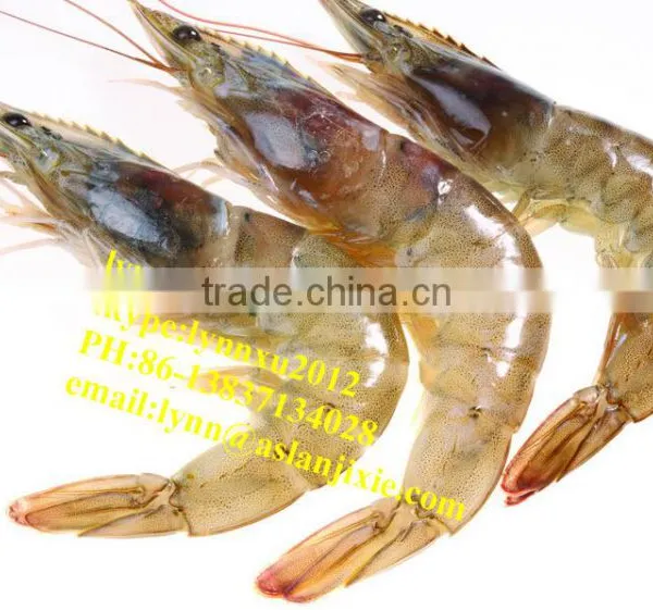 Shrimp Grading Machine/automatic Prawn Grader photo-3
