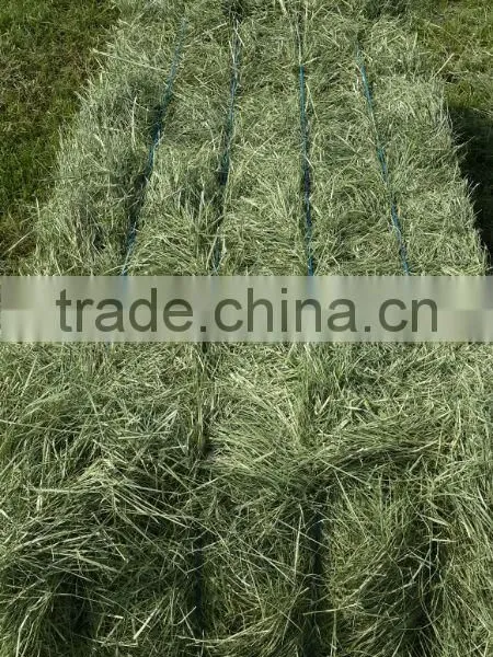 Rhods Grass photo-6