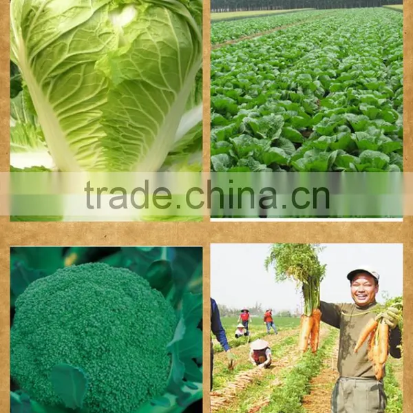 Neweek Manual Mobile Hand Push Vegetable Carrot Seeding Machine photo-5