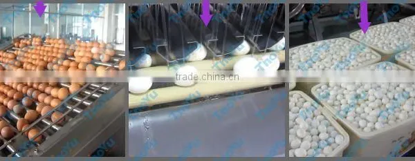 Best Selling Egg Yolk and White Seperator 10000pcs/h on Bakery Exhibition +86-133-3371-9169 photo-4