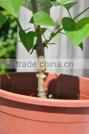 Grafting Tool Grafting Knife Garden Tool photo-4