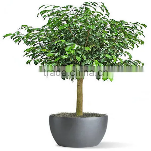Wholesale Artificial Home Bonsai Tree Live Ficus Tree Artificial Bonsai Banyan Tree photo-2